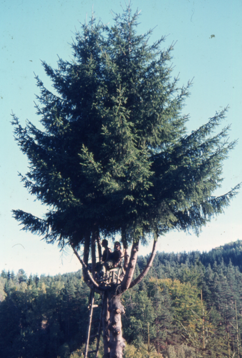 Tree photographed against an open landscape